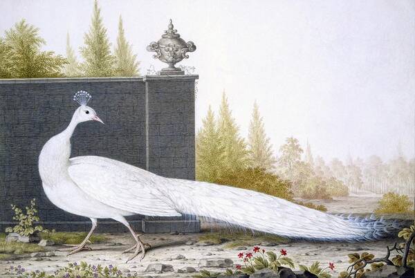 Peacock Art Print featuring the painting A White Peahen by English School