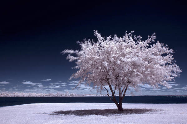 Blue Art Print featuring the photograph A Winter Summer by Mike Irwin