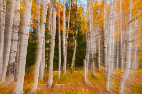 New England Art Print featuring the photograph Abstract Autumn Birches by Brenda Jacobs