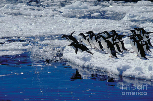Adelie Penguins Art Print featuring the photograph Adelie Penguins Going For A Swim by Gregory G. Dimijian