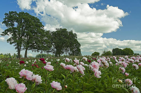 Pacific Art Print featuring the photograph Adleman's Peony Fields by Nick Boren