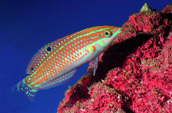 Nobody Art Print featuring the photograph Adorned Wrasse by Nigel Downer