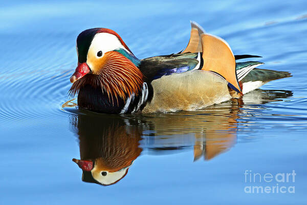 Aix Galericulata Art Print featuring the photograph Adult Male Mandarin by Bill Singleton