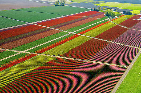 Scenics Art Print featuring the photograph Aerial View Of Colorful Tulip Fields by Pete Saloutos