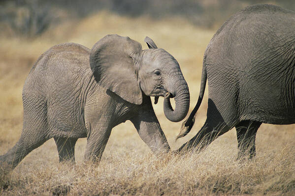 Feb0514 Art Print featuring the photograph African Elephant Baby And Mother by Gerry Ellis