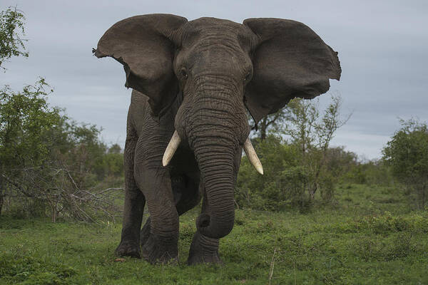 Sergey Gorshkov Art Print featuring the photograph African Elephant Charging Sabi-sands by Sergey Gorshkov
