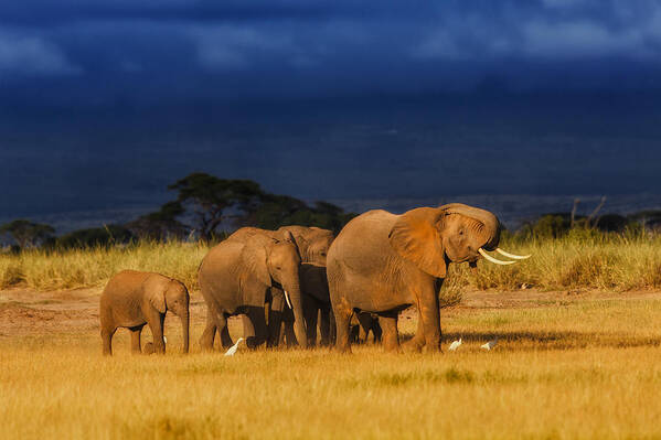 African Art Print featuring the photograph African Elephant Herd by Maggy Meyer