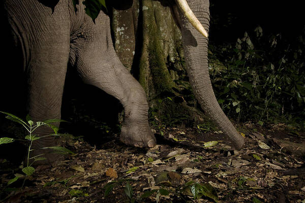 Sebastian Kennerknecht Art Print featuring the photograph African Elephant Night Walk Kibale Np by Sebastian Kennerknecht