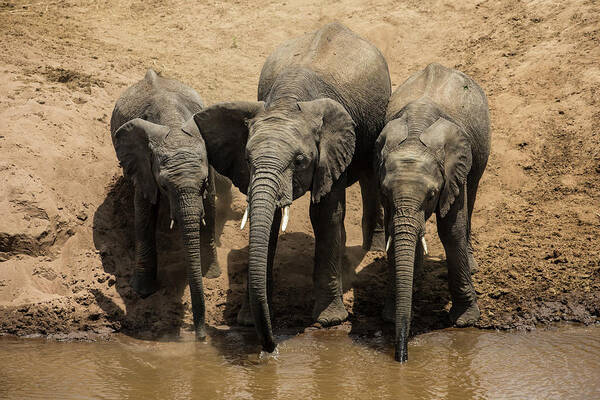 Water's Edge Art Print featuring the photograph African Elephants Drinking From The by Manoj Shah