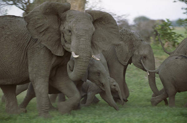Feb0514 Art Print featuring the photograph African Elephants Linyanti Swamp by Gerry Ellis