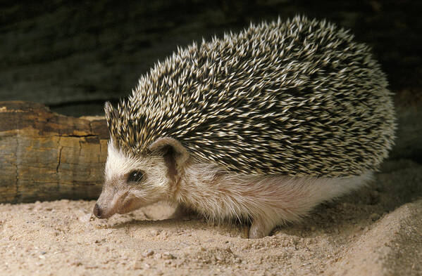 Feb0514 Art Print featuring the photograph African Hedgehog Portrait Africa by Gerry Ellis