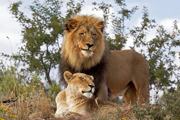 Nis Art Print featuring the photograph African Lion And Lioness Botswana by Erik Joosten