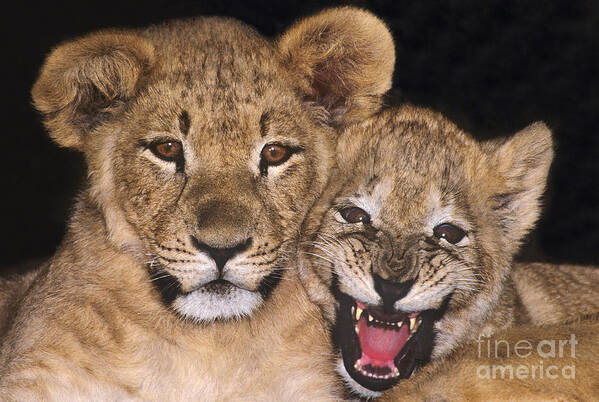 African Lions Art Print featuring the photograph African Lion Cubs One Aint Happy Wldlife Rescue by Dave Welling