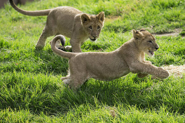 San Diego Zoo Art Print featuring the photograph African Lion Cubs Playing by San Diego Zoo