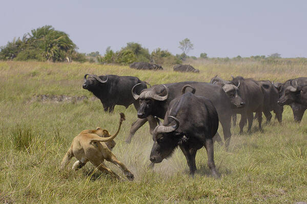 00217938 Art Print featuring the photograph African Lion Evading Cape Buffalo Africa by Pete Oxford