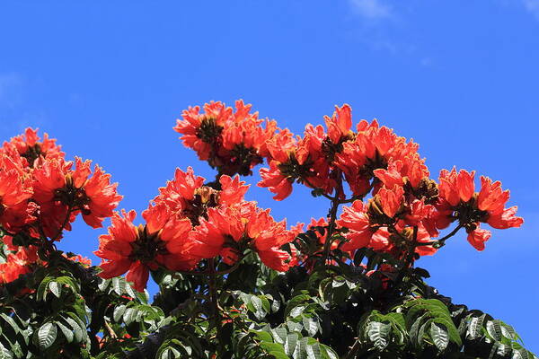 African Tulip Tree Art Print featuring the photograph African Tulip Tree by Shane Bechler