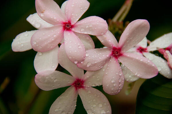Flower Art Print featuring the photograph After The Rain - Pink Plumeria by John Black