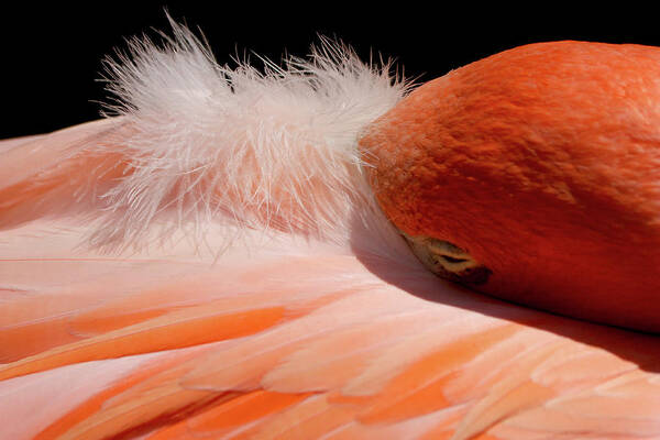 Flamingo Art Print featuring the photograph Afternoon Nap by Theo OConnor