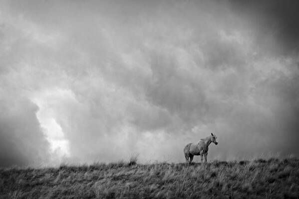 Horse Art Print featuring the photograph Against The Wind by Peter Olsen