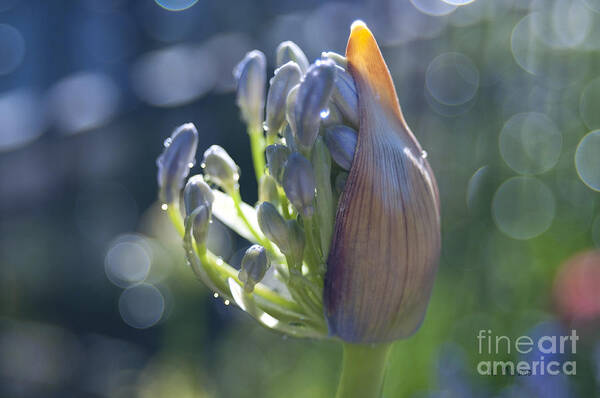 Floral Art Print featuring the photograph Agapanthus Coming to Life by Haleh Mahbod