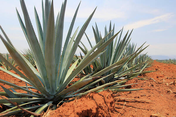 Guadalajara Art Print featuring the photograph Agave by Arturogi