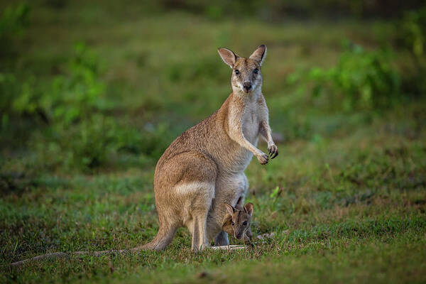 Grass Art Print featuring the photograph Agile Or Sandy Wallaby With Joey by Richard I'anson