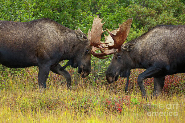 00427711 Art Print featuring the photograph Alaska Moose Bulls Sparring Denali N P by Yva Momatiuk John Eastcott