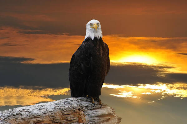 Bald Eagle Art Print featuring the photograph Alaskan Bald Eagle at sunset by Patrick Wolf