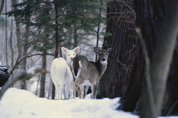 Albinic Art Print featuring the photograph Albino And Normal White-tailed Deer by Thomas And Pat Leeson