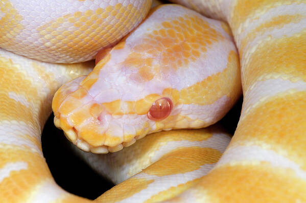 Albino Art Print featuring the photograph Albino Royal Python by Nigel Downer