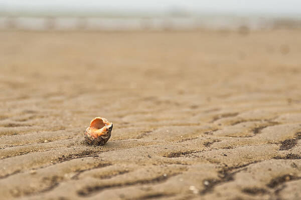 Beach Shells Art Print featuring the photograph All Alone by Victor Culpepper