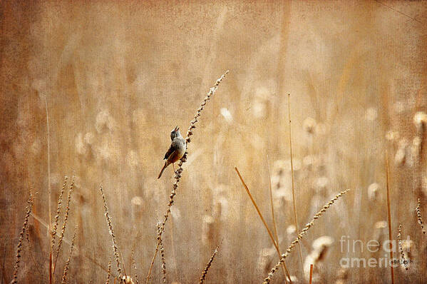Bird Art Print featuring the photograph All Rejoicing by Lois Bryan