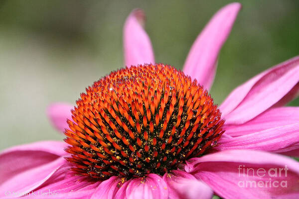 Flower Art Print featuring the photograph All There by Susan Herber