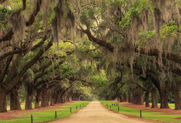 Boone Hall Plantation Art Print featuring the photograph Alley of the Oaks by Marzena Grabczynska Lorenc