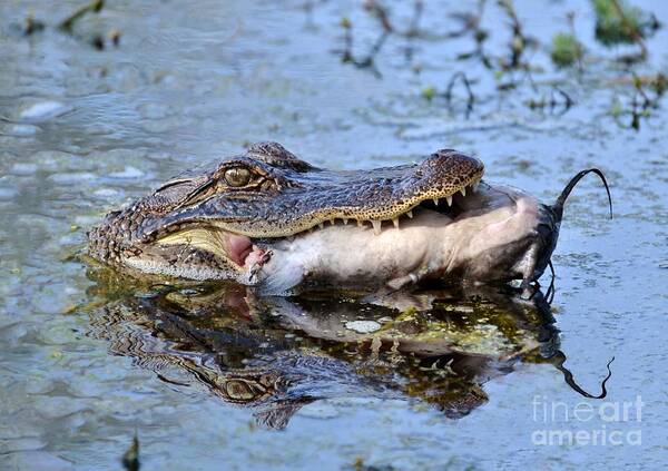 Alligator Art Print featuring the photograph Alligator Catches Catfish by Kathy Baccari