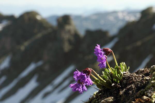 Flower Art Print featuring the photograph Alpine Flowers by Martin Rietze