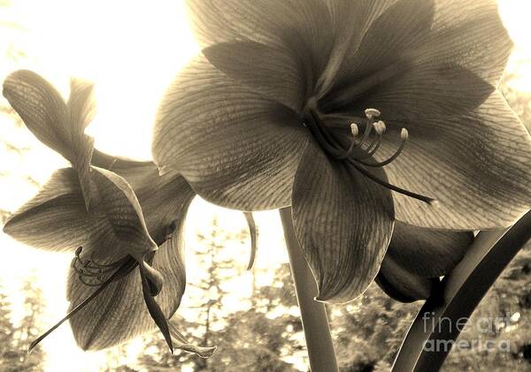 Flowers Art Print featuring the photograph Amaryllis in Bloom by Laura Wong-Rose