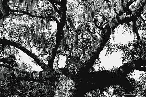 Oak Art Print featuring the photograph Amazing Oak Tree by Debra Forand