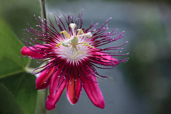 Beautiful Art Print featuring the photograph Amazing Passion Flower by Penny Lisowski