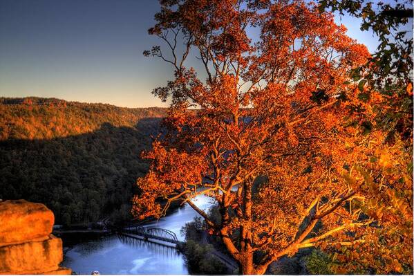 River Art Print featuring the photograph Amazing Tree at Overlook by Jonny D