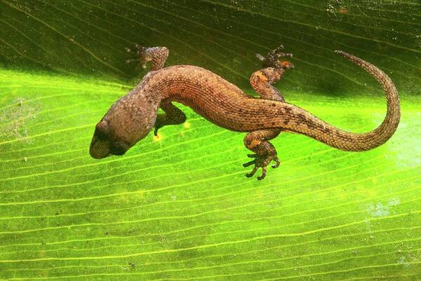 Amazon Gecko Art Print featuring the photograph Amazon Gecko (coleodactylus Amazonicus) by Philippe Psaila/science Photo Library