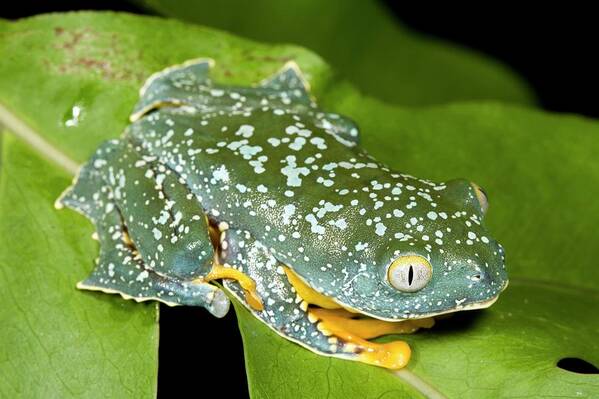 Amazon Leaf Frog Art Print featuring the photograph Amazon Leaf Frog by Dr Morley Read/science Photo Library