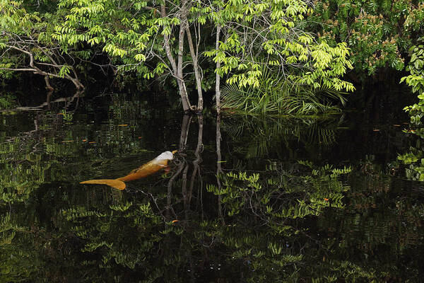 Feb0514 Art Print featuring the photograph Amazon River Dolphin In Flooded Forest by Hiroya Minakuchi
