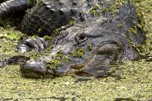 American Alligator Art Print featuring the photograph American Alligator Print by Meg Rousher