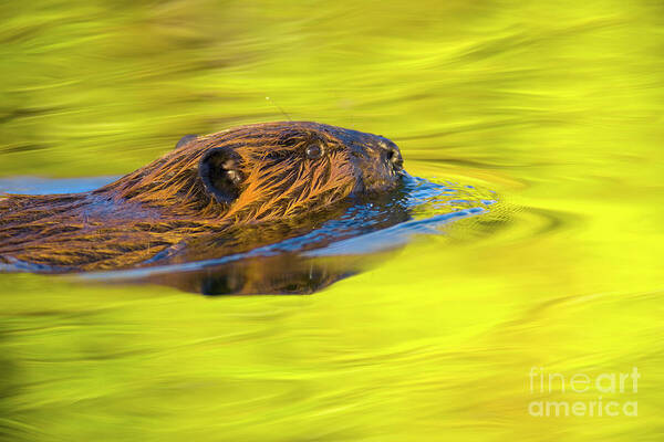 00345392 Art Print featuring the photograph American Beaver Swimming in Denali by Yva Momatiuk John Eastcott