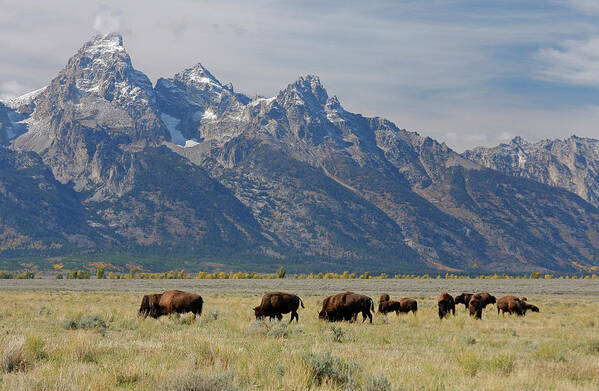 00420747 Art Print featuring the photograph American Bison Herd by Martin Withers