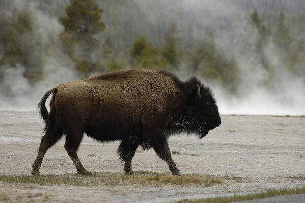 Feb0514 Art Print featuring the photograph American Bison Near Hot Springs by Pete Oxford
