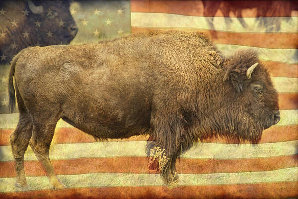 American Bison Art Print featuring the photograph American Buffalo by James BO Insogna