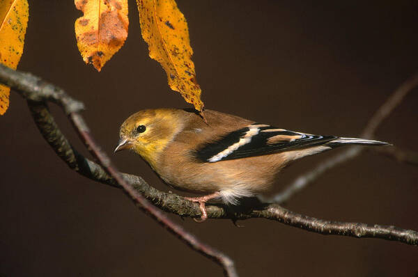 American Goldfinch Art Print featuring the photograph American Goldfinch by Paul J. Fusco