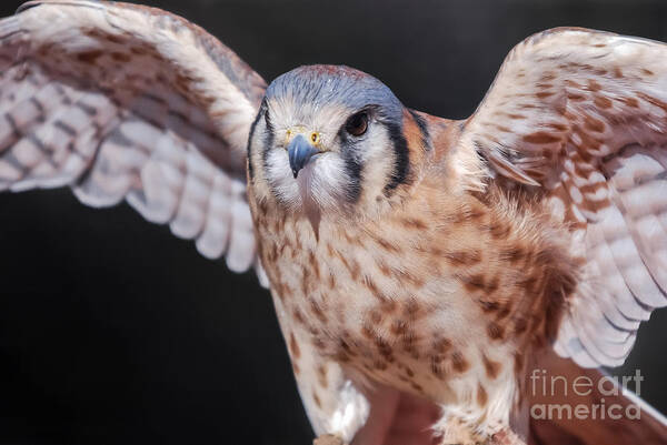 Al Andersen Art Print featuring the photograph American Kestrel 3 by Al Andersen